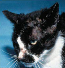 <p>Variante benigna de pénfigo foliáceo en perros y gatos o como mezcla con lupus eritematoso. Lesiones empeoran con luz ultravioleta. </p>