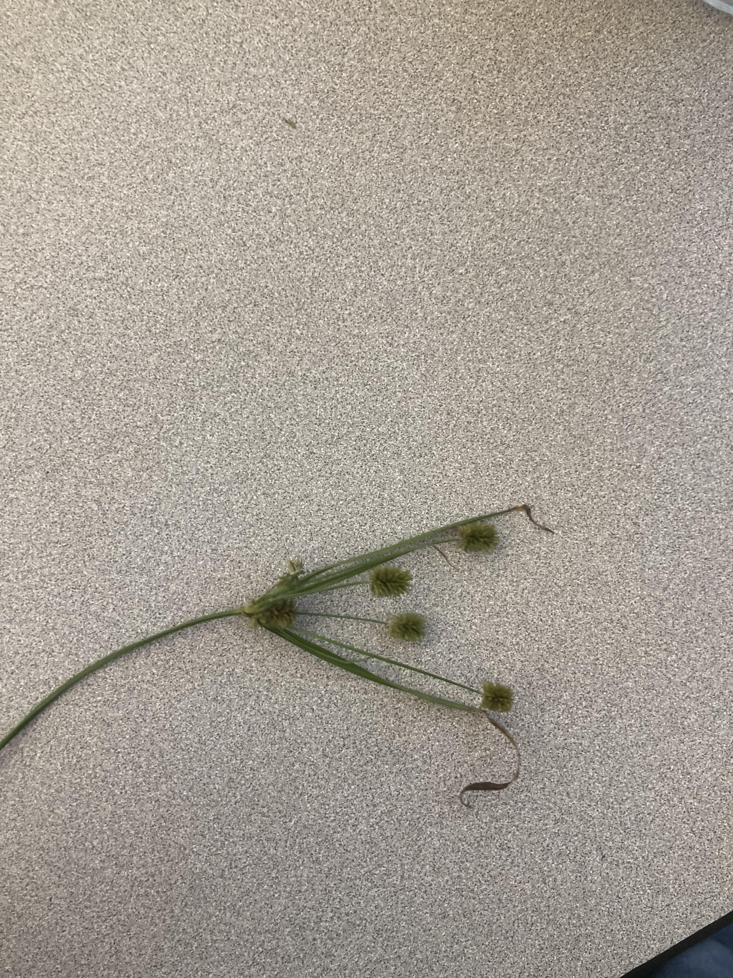 What is this plant?