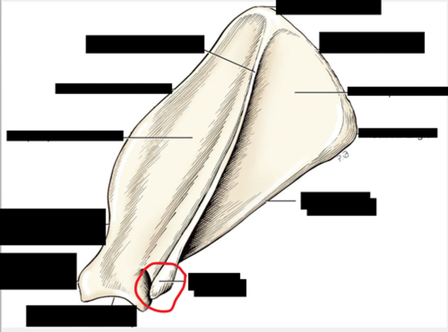 <p>extension of the scapula, which forms the high point of the shoulder, absent in horses</p>