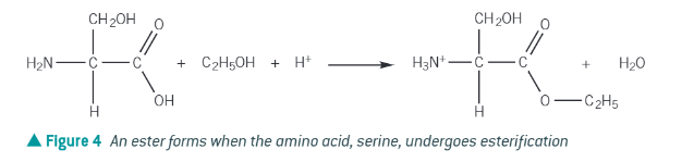 <ul><li><p>like carboxylic acids, react with alcohol + concentrated sulphuric acid to form an ester. </p></li><li><p><strong><em>the amine group also accepts a proton too!!!! </em></strong></p></li><li><p></p></li></ul><p></p>