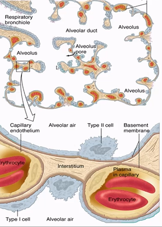 <p>area with lots of elatic fibres, allowing lungs to be stretchy </p>