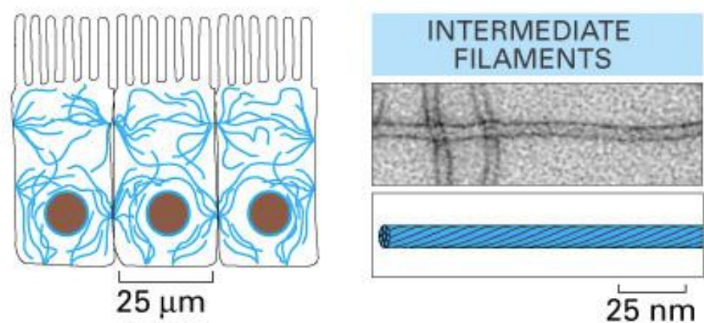 <p><span><u>Intermediate filaments</u> = several proteins that provide mechanical strength &amp; line the inside of the nuclear envelope&nbsp;</span></p><ul><li><p class="Paragraph SCXW167308952 BCX0" style="text-align: left"><span>Ropelike fibers made of intermediate filament proteins&nbsp;(non-polarized)&nbsp;</span></p></li></ul><ul><li><p class="Paragraph SCXW167308952 BCX0" style="text-align: left"><span>Form the nuclear lamina&nbsp;</span></p></li></ul><ul><li><p class="Paragraph SCXW167308952 BCX0" style="text-align: left"><span>Found in vertebrate cells that are required to deal with mechanical stress&nbsp;</span></p><ul><li><p class="Paragraph SCXW167308952 BCX0" style="text-align: left"><span>Nuclear lamina (inner lining of nuclear envelope), keratins (hair/nails), neurons &nbsp;</span></p></li></ul></li></ul><ul><li><p class="Paragraph SCXW167308952 BCX0" style="text-align: left"><span>Do NOT contain a nucleotide binding site (not ATPase)&nbsp;</span></p></li></ul><ul><li><p class="Paragraph SCXW167308952 BCX0" style="text-align: left"><span>Nonpolar because both ends of the protein are the same&nbsp;</span></p><ul><li><p class="Paragraph SCXW167308952 BCX0" style="text-align: left"><span>Unclear how it assembles/disassembles - likely through phosphorylation&nbsp;</span></p></li></ul></li></ul><ul><li><p class="Paragraph SCXW167308952 BCX0" style="text-align: left"><span>Keratins is the most common type (therefore bind to desmosomes/hemidesmosomes)&nbsp;</span></p></li></ul><ul><li><p class="Paragraph SCXW167308952 BCX0" style="text-align: left"><span>Make up neurofilaments -&gt; which contribute to rigidity and formation of neurons (contribute to axonal diameter which is important for the speed of the action potential) &nbsp;</span></p></li></ul><p></p>