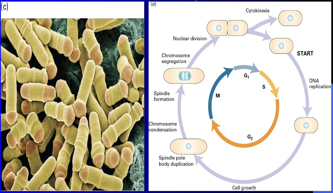 <ul><li><p>a rod-shaped eukaryote that divides by medial fission, where an actomyosin contractile ring forms at the cell's center to cleave it into two equal-sized daughter cells</p></li><li><p>similar to other eukaryotes (G1, S, G2, M), but it spends the majority of its time in the G2 phase, which is the primary checkpoint regulating the cell's commitment to mitosis (M phase).</p></li><li><p>continues to elongate, stopping growth only during mitosis and division</p></li></ul><p></p>