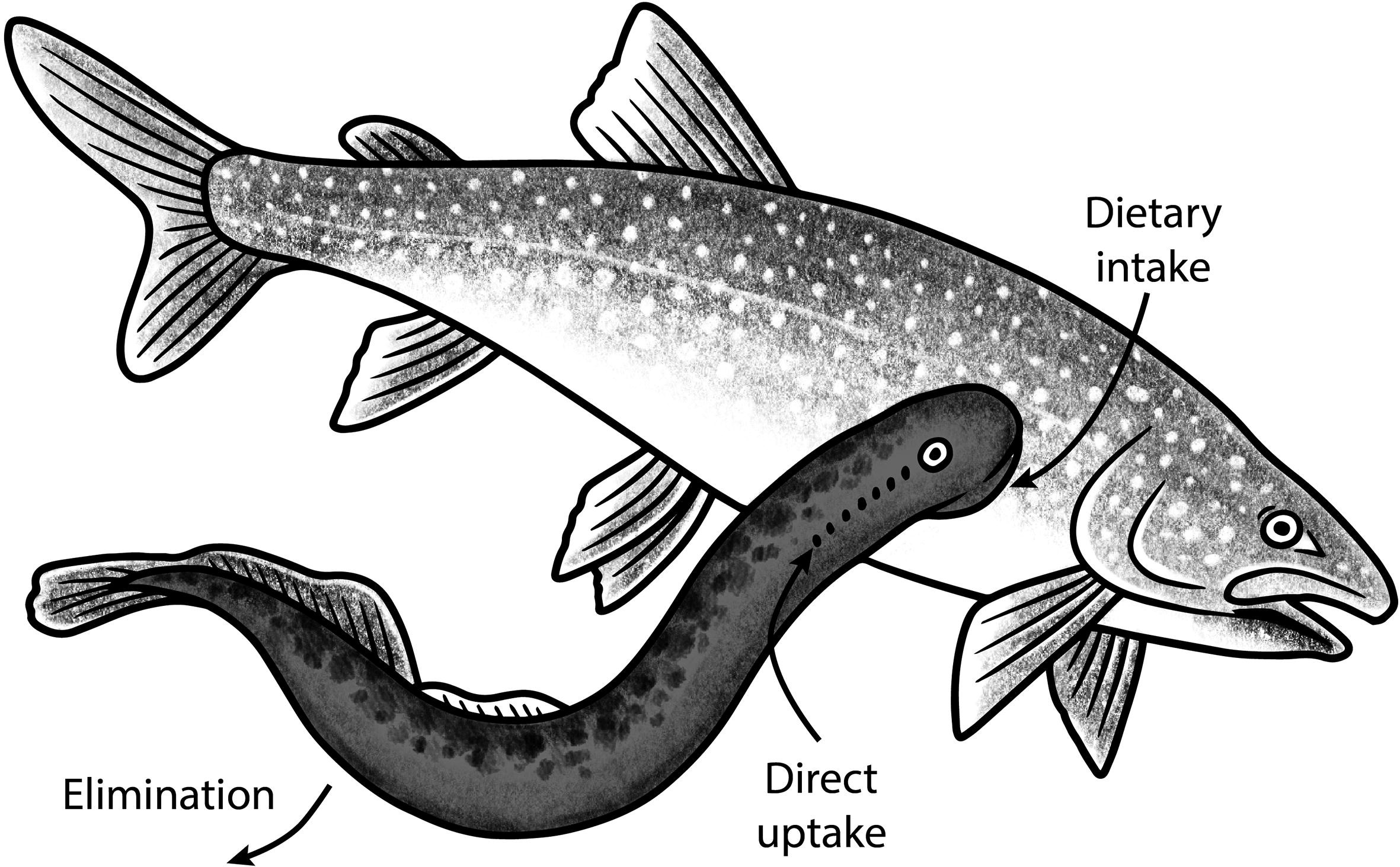 <p>order of LAMPREYS </p><p>Anatomy:</p><p>→ Notochord supported by primitive vertebrate made of cartilage, lacks a constructed vertebrate</p><p>→ Elongated dorsal fin</p><p>→ Single Nostril</p><p>→ Separate dorsal and ventral roots of nerves</p><p>→ “Open” Circulatory system: sinuses connecting arterial and venous system in the brachial region help in gas exchange</p><p>largest diploid chromosome of any vertebrate: 140-170 </p>