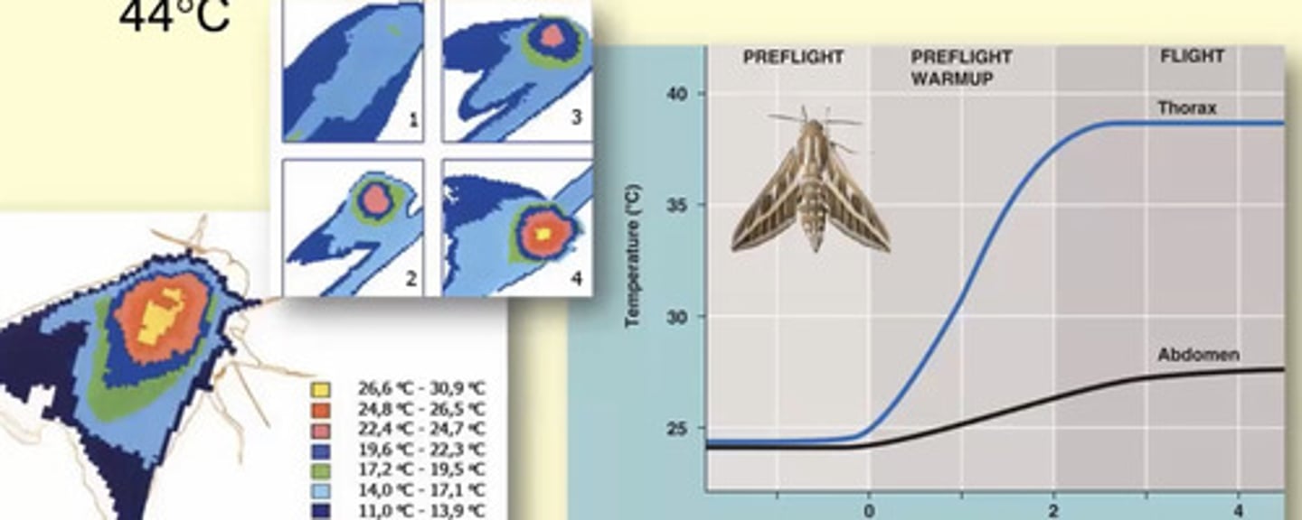 <p>ectothermic poikilotherms</p><p>- adults of most flying species are heterotherms</p><p>- have a high metabolic rate when flying</p><p>- insects flight muscles function between 30-44°C</p>