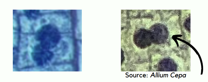 <p>What phase is this?</p>