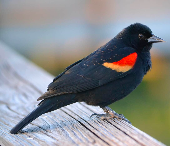 <p>Red-winged Blackbird</p>