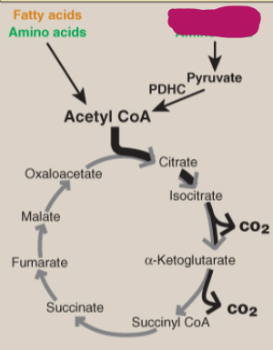<p>Label the TCA cycle.</p>