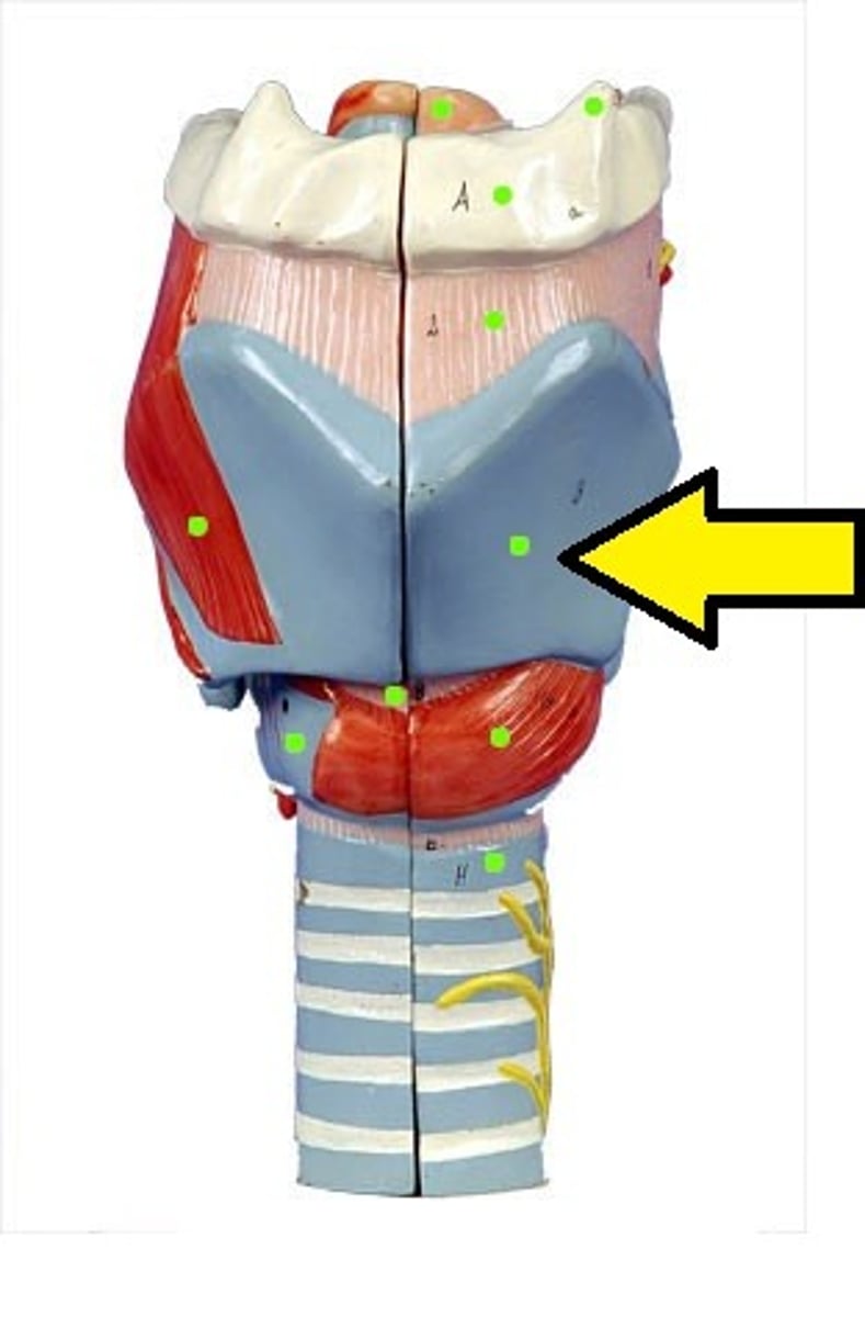 <p>anterior part of the larynx</p>