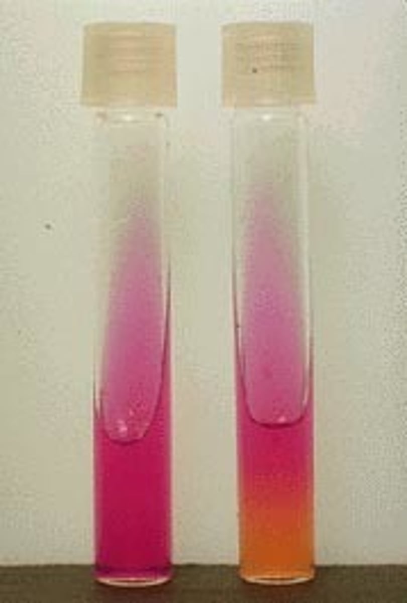 <p>The urease reaction seen in the Christensen's urea agar slant on the far right indicates:</p><p>A. Weak activity</p><p>B. Strong activity</p><p>C. Slant only inoculated</p><p>D. Use of outdated medium</p>