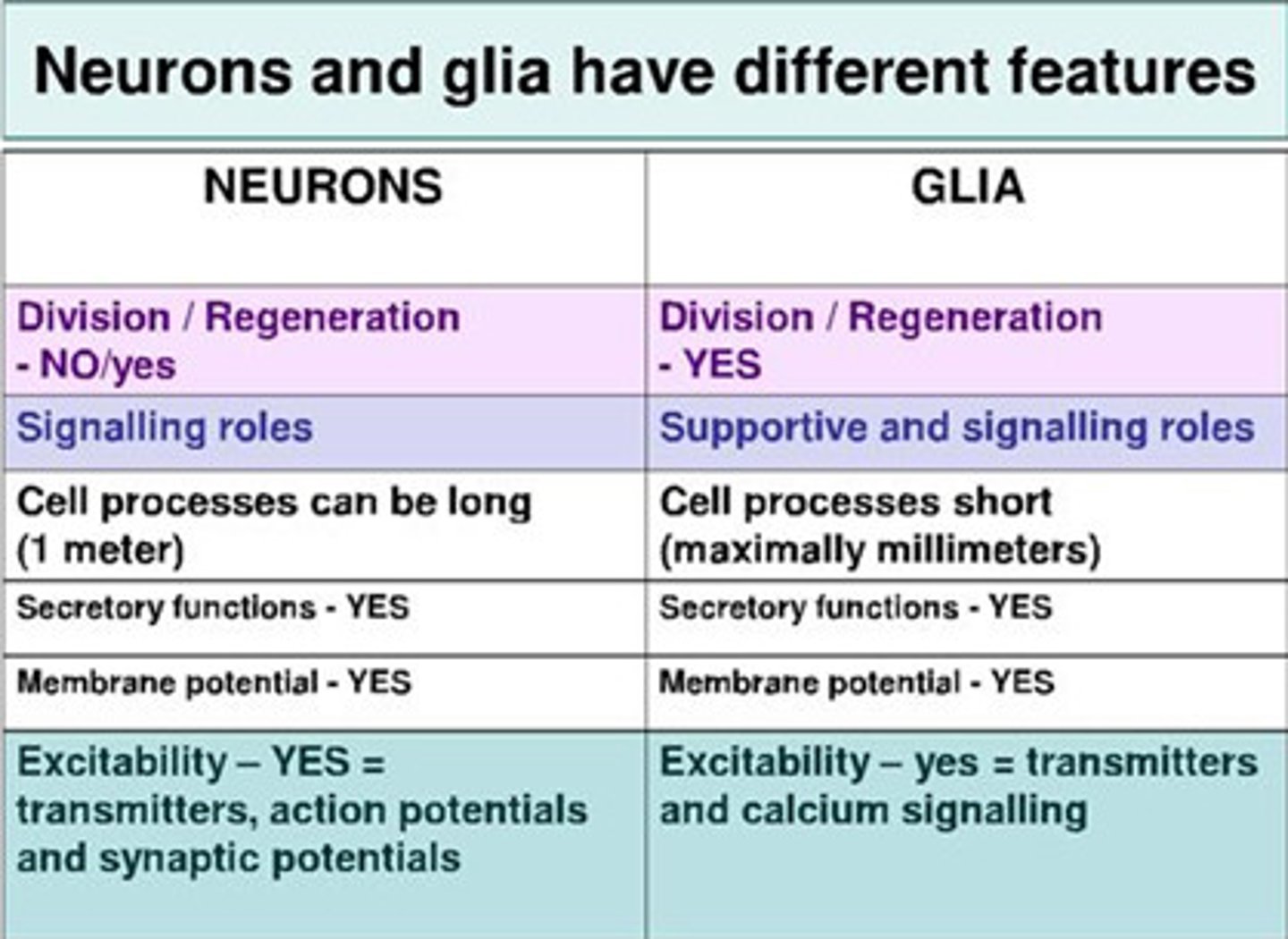 <p>D) Neurons and glia</p>
