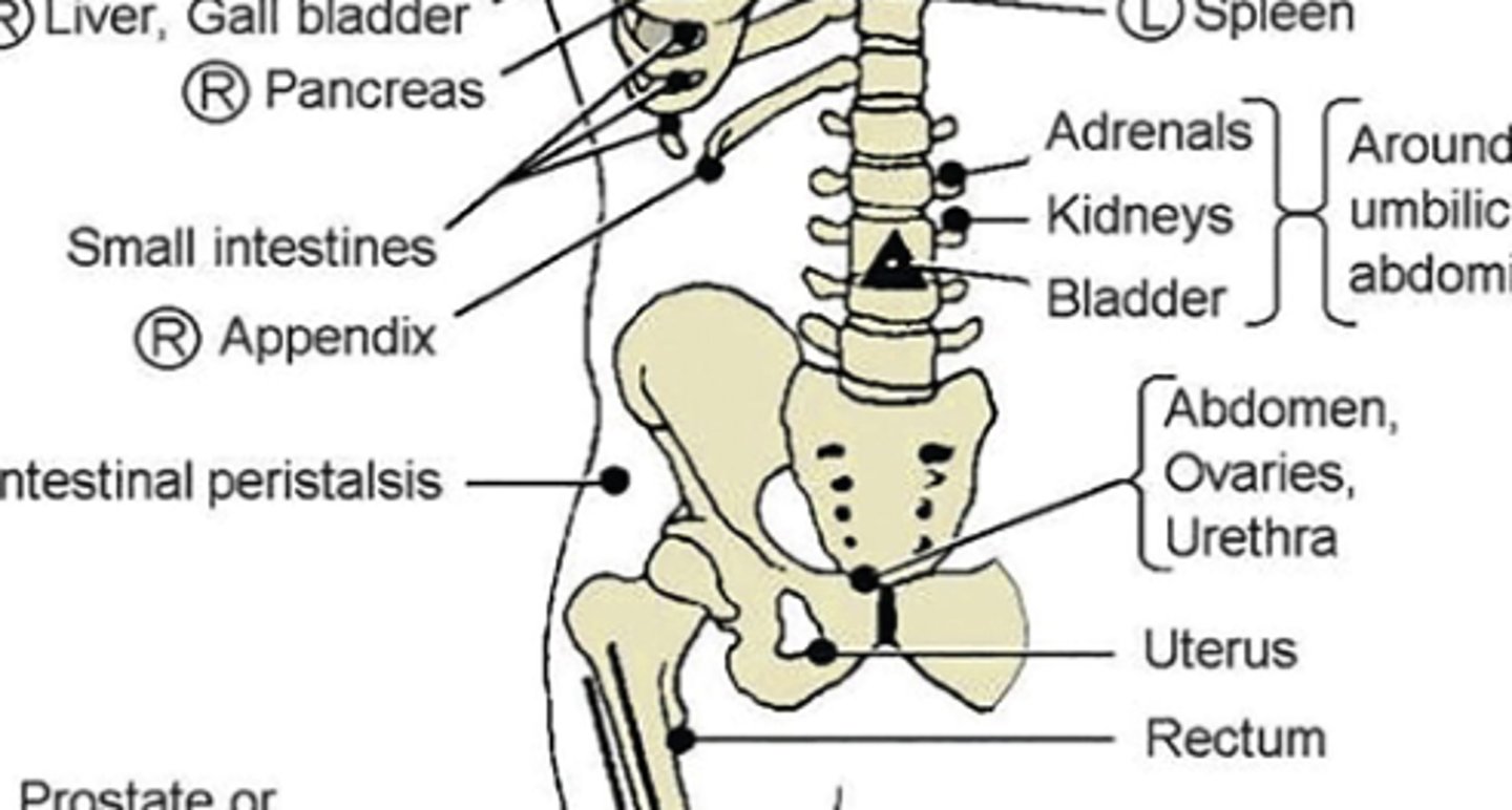 <p>anterior: inferior pubic rami</p><p>posterior: L5 TP bilaterally, medial to PSIS</p>