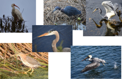 <p>pelicans, ibises, herons</p>