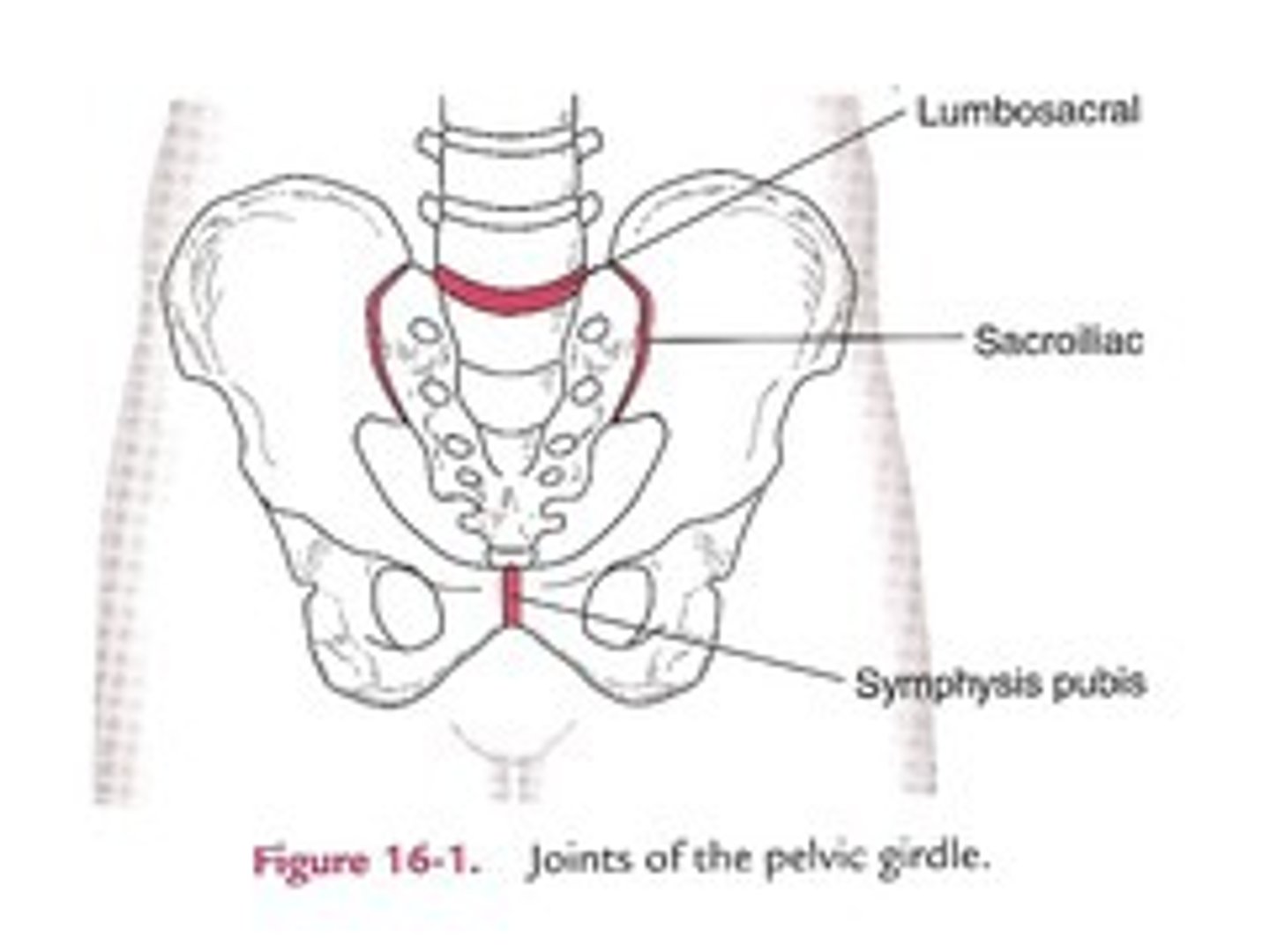 <p>sacrum S1 articulates superiorly with lumbar spine L5</p>
