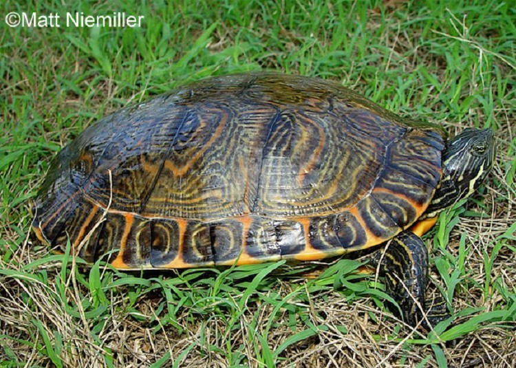 <p> A large, aquatic turtle (9.0 to 12.0 inches in length) with a wide, brown to nearly black carapace (upper shell) showing a reticulate pattern of orangish-yellow lines.   Marginal scutes (plates) have wide, yellow borders. </p><p> Numerous yellowish stripes on head, neck, and chin (5 between the eyes).   Dark, donut-shaped markings under the marginal plates.   Adult males have longer claws (middle 3) on the front legs and longer tails than females.   Young are more brightly colored than adults.</p>