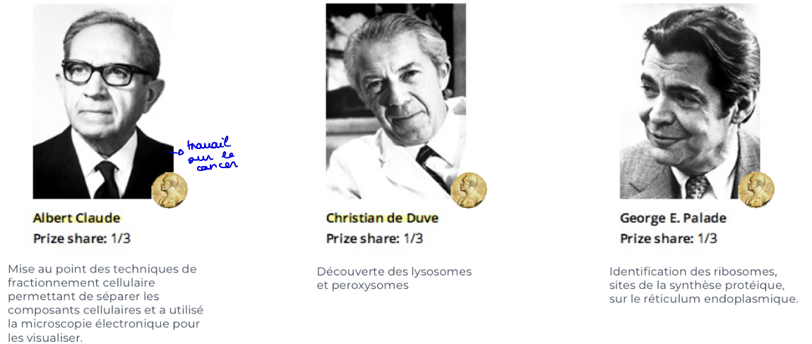 <p>Albert Claude, Christian de Duve, George E. Palade</p>