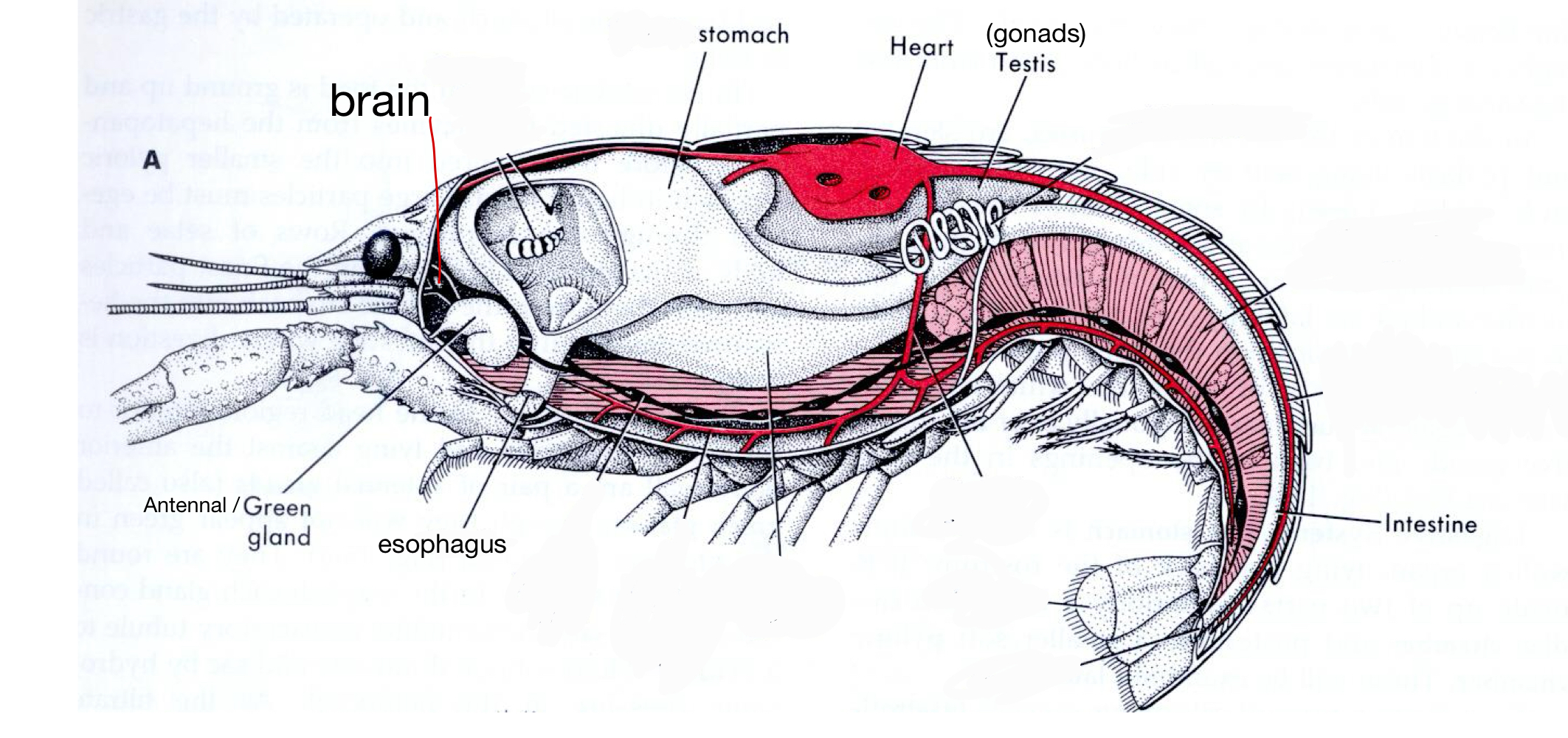 <p>Grouping: Protostome</p><p>Grouping: Ecdysozoa</p><p>Phylum: Arthropoda</p><p>Subphylum: Crustacea</p><p>Class: Malacostraca</p><p>Order: Decapoda</p>