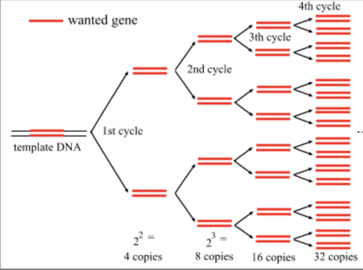 ***definition:*** a technique for amplifying DNA in vitro by incubating with special primers, DNA polymerase molecules, and nucleotides (allows molecular biologists to make many copies of a particular gene)

\
NOTE: NEED TO KNOW SEQUENCE OF DNA for PCR rxn (because need to make the primer sequence so that it is complementary to the "flanking" (end) sequences) 

\
***reaction tubes contain:*** 

1\. oligonucleotide primers for each end of target sequence

2\. free nucleotides (A, T, C, G) 

3\. heat-stable TAQ DNA POLYMERASE (Taq = thermus aquaticus) - the key to automation 

\
***steps of PCR (each step = approx. 30 sec):*** 

1\. @ 95ºC: DENATURATION - denature ("separate") DNA strands so that it opens up (basically like a replication bubble) 

2\. @ 55ºC: HYBRIDIZATION/ANNEALING - now that DNA is opened, cool the temperature down to allow the primer to anneal ("attach") to the DNA at the ends (aka "flanking" the target DNA) 

3\. @ 72ºC: ELONGATION - polymerization proceeds; this is the optimal temperature for the Taq polymerase to use the free nucleotides to synthesize DNA starting at the primer 

4\. this cycle (steps 1-3) are REPEATED → leads to EXPONENTIAL growth of DNA (bc with each replication, there becomes double the DNAs to build off of) 

\
PCR only needs abt 25-30 cycles bc of exponential growth (@ 25 cycles, already DNA is at approx. 30mill copies of the target DNA if began with ONLY 1 copy of target DNA originally)