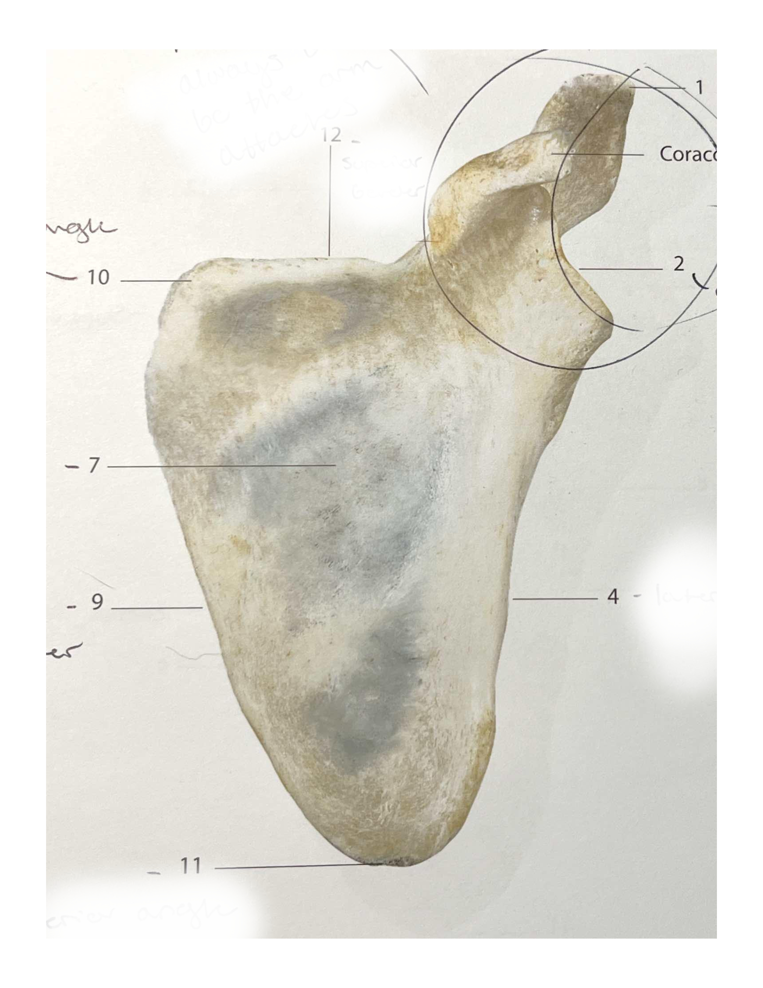 <p>What bone is this?</p>