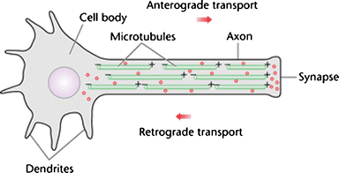 <p>The process of moving materials inside a neuron.</p>