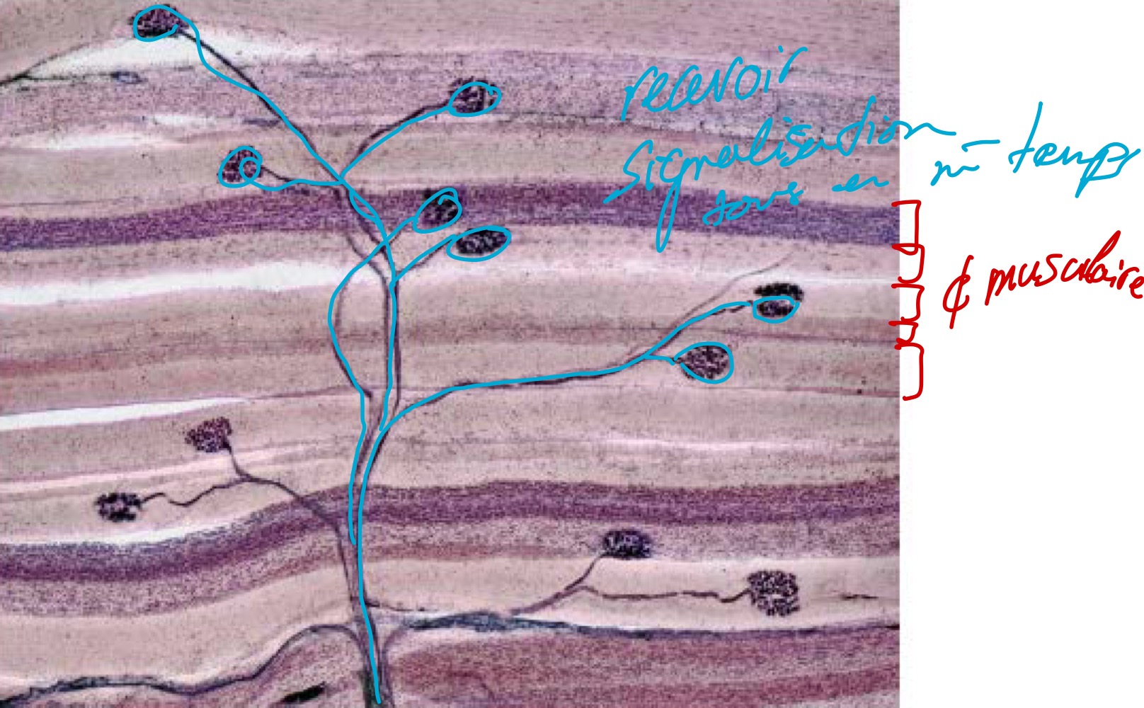 <p>Plaque motrice (terminaison nerveux avec les cellule musculaire) </p><p>→ reçoit tous les signalisation en même temps </p>