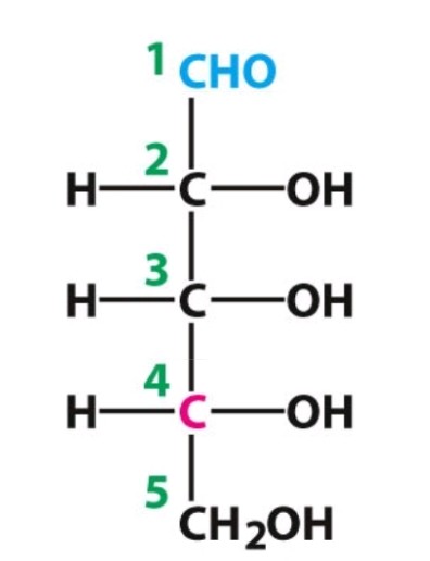 <p>D-ribose </p><p>Aldose</p>