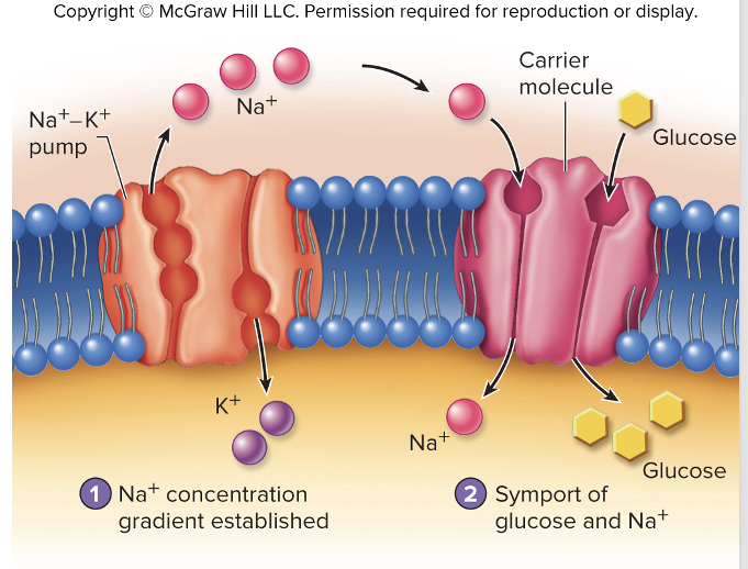 <ul><li><p>involves active transport of an ion out of the cell </p></li><li><p>then its movement down the concentration gradient provides the energy necessary to move a different ion/molecule into the cell</p></li></ul><p></p>