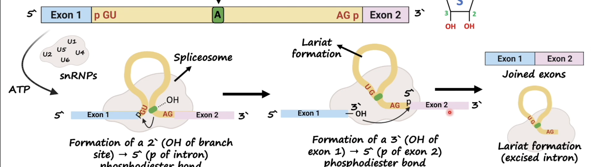 <p>(2 sequential transesterifications)</p><ol><li><p><strong>Nucleophilic attack by the 2' </strong>(OH) <strong>hydroxyl group of the ADENINE in branch site on the 5' splice site leads to the </strong><span style="color: green;"><strong><span>formation of a lariat structure,</span></strong></span></p></li><li><p><strong>2nd nucleophilic attack by the 3' OH of exon 1 on the 3' splice site, attacks phosphodiester bond b/w intron 1 and exon 2 resulting in the ligation of exons and the release of the intervening intron.</strong></p></li></ol><p>*involves a SPLICEOSOME</p><p></p>