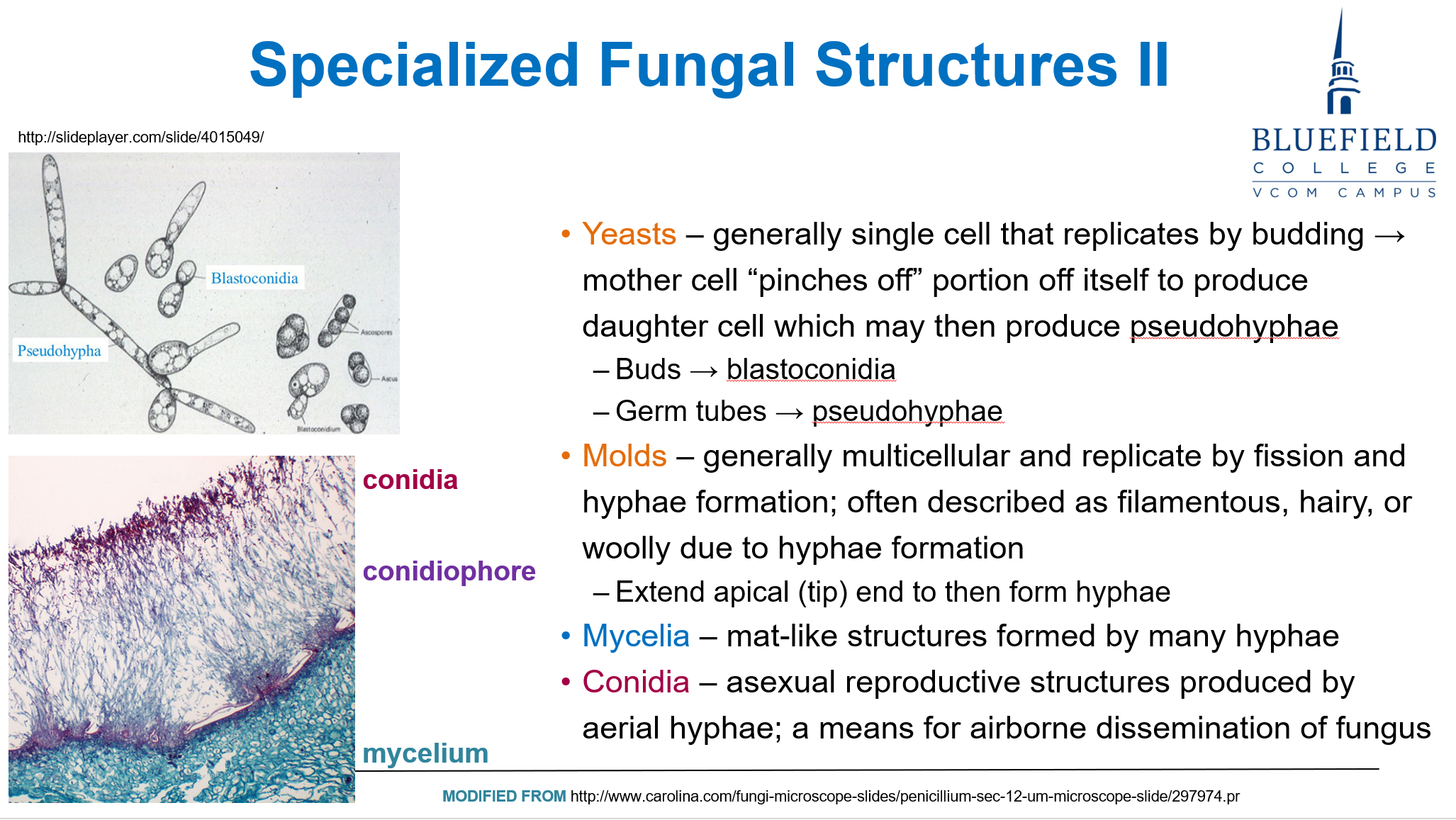 <p>C. Filamentous mold with aerial and vegetative hyphae<br></p><p><strong>Molds</strong> are <strong>multicellular fungi</strong> that reproduce via <strong>conidia</strong> and possess <strong>hyphae</strong>, which can be <strong>aerial or vegetative</strong>. This matches the biopsy findings.</p>