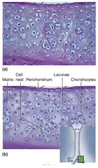 <p>Clear, glassy matrix, often stained light blue or pink in tissue sections; fine, dispersed collagen fibers, not usually visible; chondrocytes enclosed in lacunae, often in small clusters of three or four cells; usually covered by perichondrium.</p>