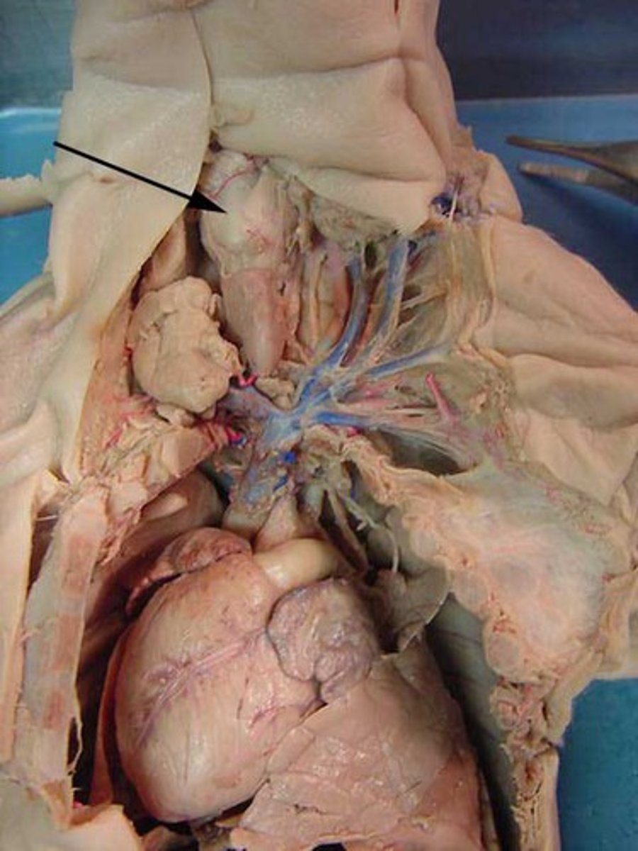 <p>An organ in the neck that houses the vocal cords and is involved in breathing and producing sound. </p>