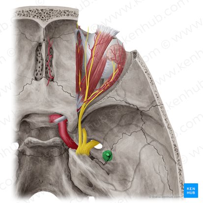 <p>Opening in skull where middle meningeal a. passes through</p>