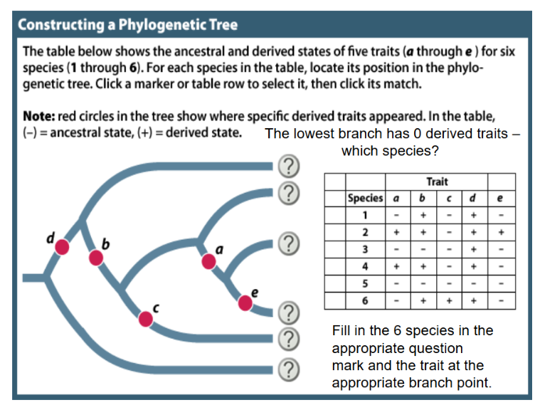 <p>In this phylogeny the two closest “sister species” (because they branched most recently) share what derived trait in common, which they do not share with any other species in the group?</p><p>A. Trait a</p><p>B. Trait b</p><p>C. Trait c</p><p>D. Trait d</p><p>E. Trait e</p>