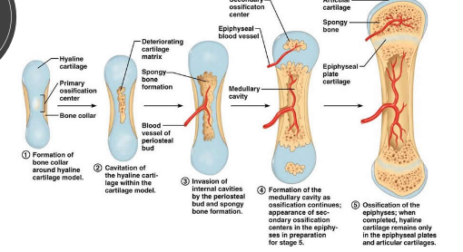 <p>area where bone tissue forms (same as epiphyseal plates)</p>
