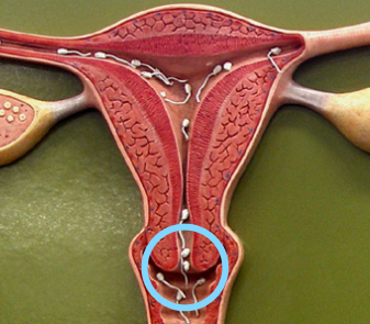 <p>Cervix</p>