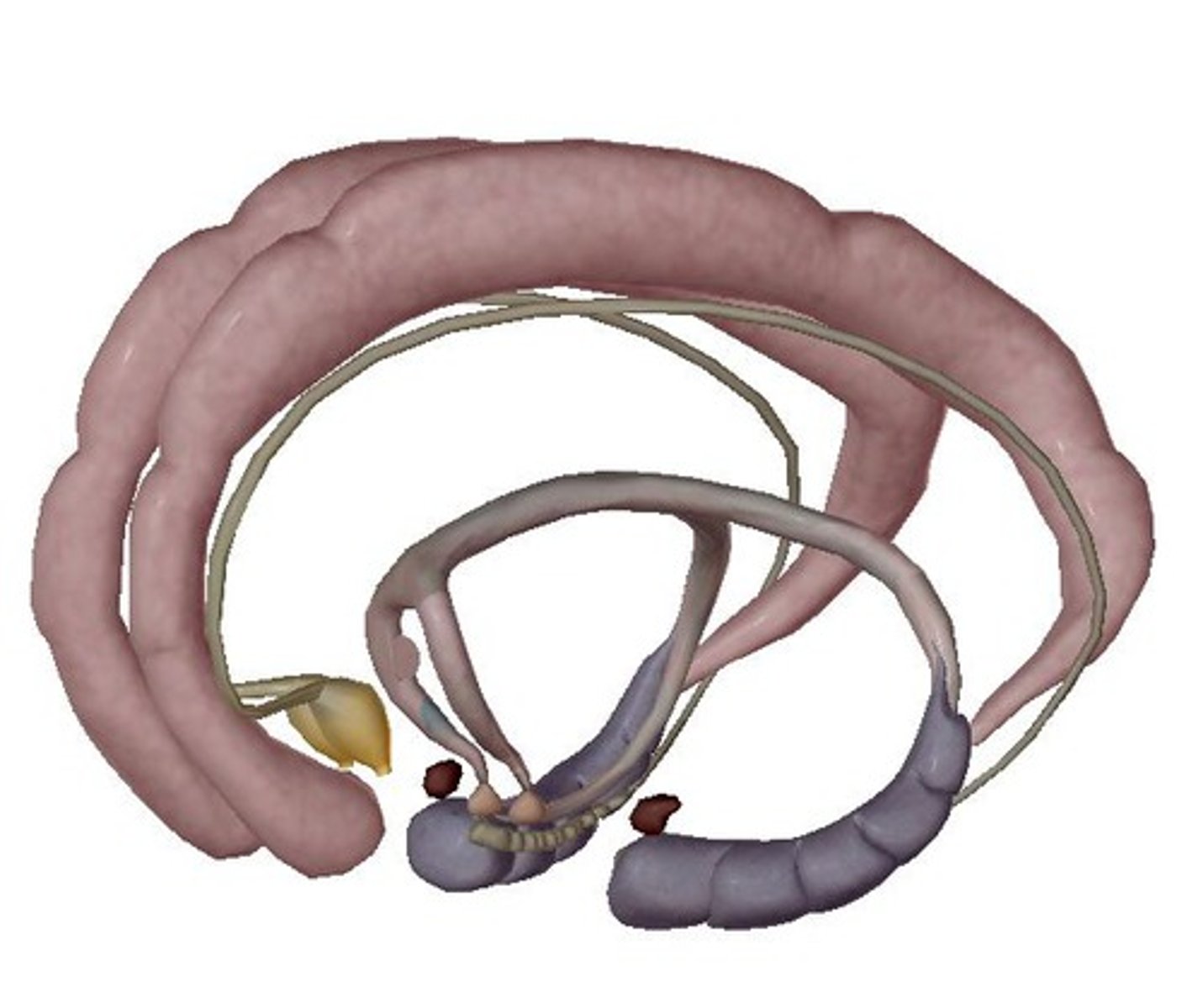 <p>Includes nuclei and tracts along the border between the cerebrum and the diencephalon and function as the center for basic emotional drives - The "emotional brain". - Motivation; goal directed behavior; Fear; Aggression; Sex drive. Also processes memory storage and retrieval.</p>