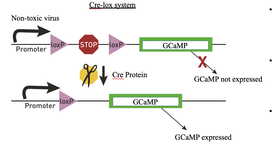 <p>Non-toxic viruses which contain DNA encoding for GCaMP are injected into the brain and taken up by neurons; GCaMP is not normally transcribed because it is downstream of a ‘STOP’ sequence; When cells express a protein called ‘cre’ the stop sequence is removed and GCaMP can be expressed</p><p></p>
