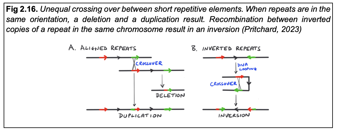 <ol><li><p>when repeats are in the same orientation→ a deletion and a duplication result</p></li><li><p>recombination between inverted copies of a repeat in the<strong> same</strong>&nbsp;chromosome result in→&nbsp; <strong>an inversion</strong></p></li></ol><p></p>