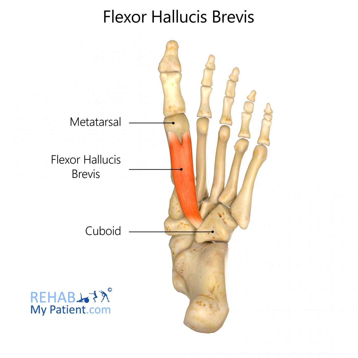 toe flexion of the MTP (toe 1)