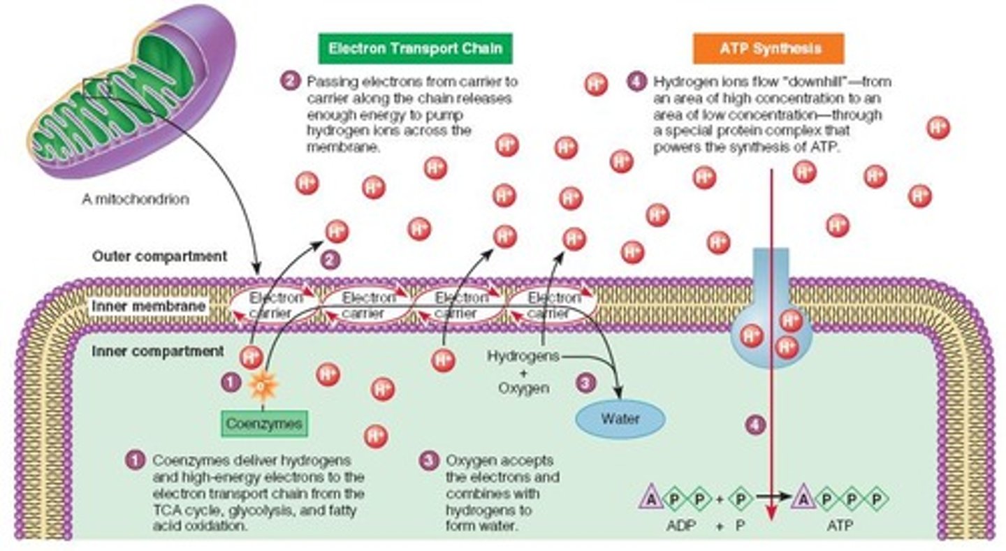 <p>It shuttles electrons and produces ATP by creating a gradient across the mitochondrial membrane.</p>