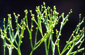 What phylum is this plant in?
