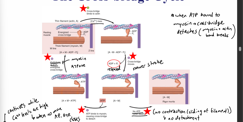 <p>steps:</p><ol><li><p>binding- Ca2+ released upon AP allows myosin cross-bridge to bind to actin</p><ol><li><p>when no more AP, RyR closes and Ca2+ levels lower </p></li></ol></li><li><p>power stroke- cross bridge bends, pulling actin inward. ADP and P are released</p></li><li><p>detachment- bond b/n myosin and actin is broken as new ATP binds to myosin. cross-bridge detaches and returns to org conformation</p><ol><li><p>energy is stored in myosin head, cocked and ready to go </p></li></ol></li><li><p>after death, no more ATP (rigor mortis) so no contraction/sliding filament —&gt;no detachment </p></li></ol><p></p><p>during muscle contraction:</p><ul><li><p>sarcomere(whole thing) shortens </p></li><li><p>H zone(myosin only) and I band(actin only) shorten </p></li><li><p>A bands(myosin + actin) and individual myosin and actin fibers stay same length </p></li></ul><p></p>