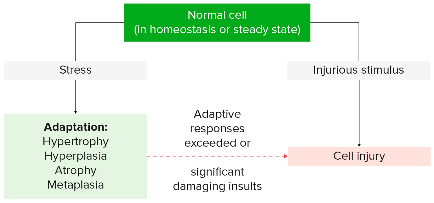 <p>cell adapts to maintain homeostasis to it’s best ability</p><p>failure to adapt→cellular injury+death</p><p>adaptation types:<br>size<br>number<br>type</p>