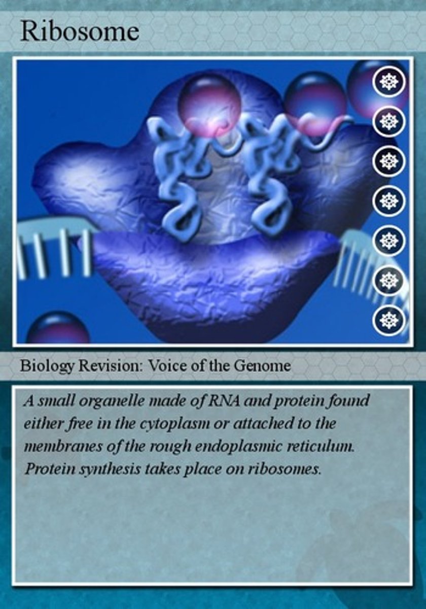 <p>the cellular structure that performs translation, or protein synthesis. Ribosomes are both language translators and efficient assembly workers</p>