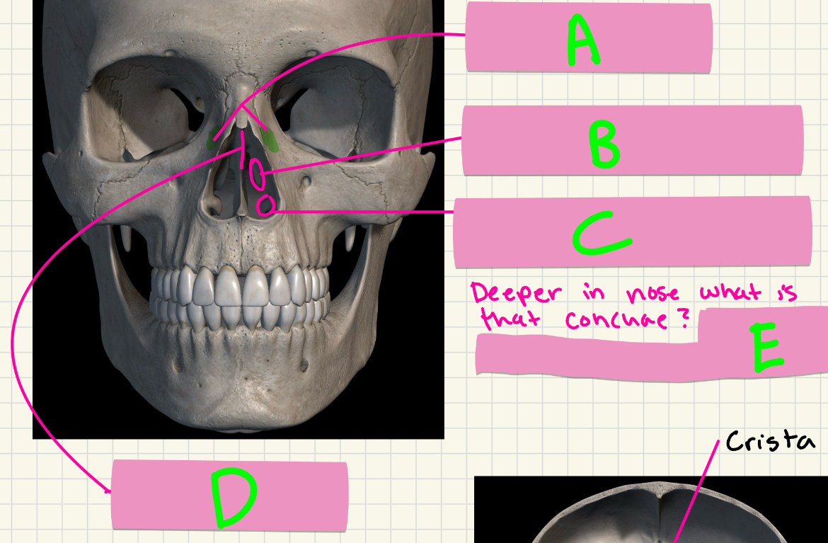 <p>What’s A-E?</p>