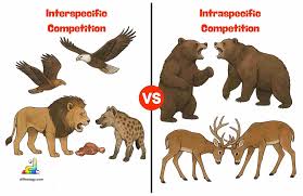 <p>Competition for resources between different species.</p>
