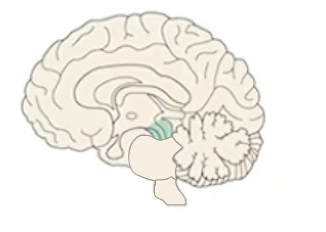 <p>Name this part of the brain:</p>