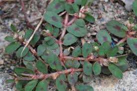 <p>Spotted Spurge</p>