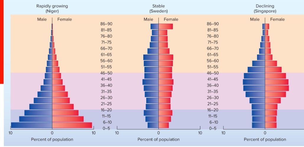 <p><span> the numbers or percentages of males and females in young, middle, and older age groups in that population</span></p><p></p>