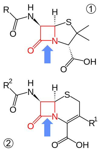 penacillin and cephalosporins 